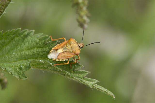 Image of <i>Carpocoris purpureipennis</i>