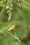 صورة <i>Carpocoris purpureipennis</i>