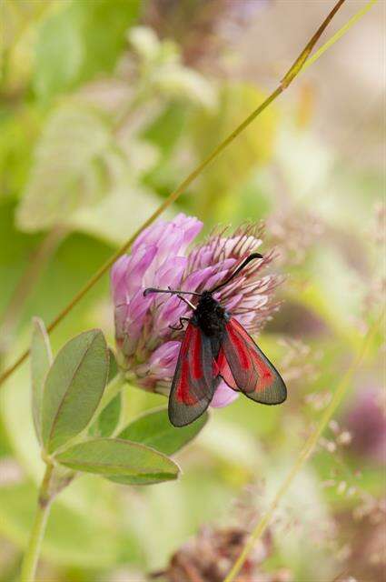 Image of <i>Zygaena minos</i>