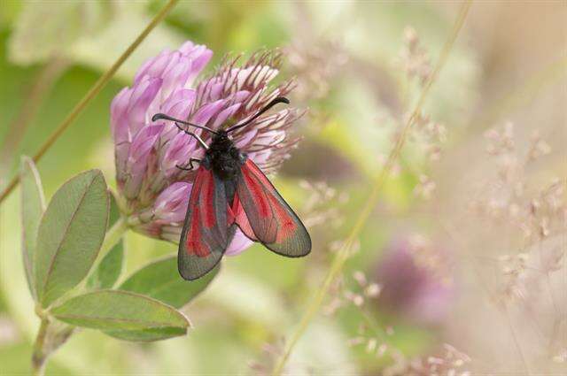 Image of <i>Zygaena minos</i>