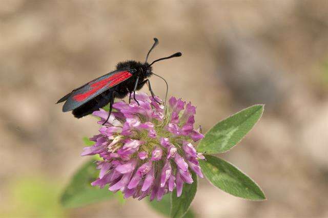 Image of <i>Zygaena minos</i>