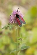 Image of <i>Zygaena minos</i>