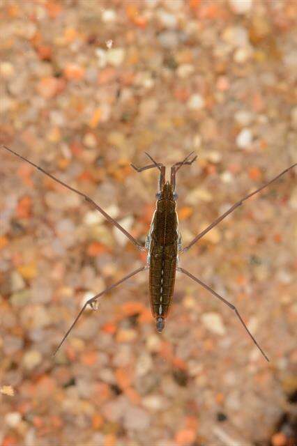 Image of <i>Gerris lateralis</i>