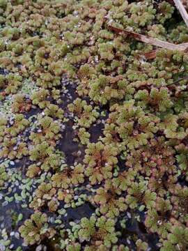 Image of Azolla rubra R. Br.