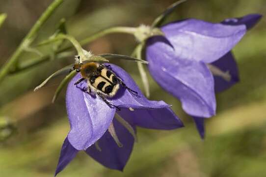 Image of Bee Beetles