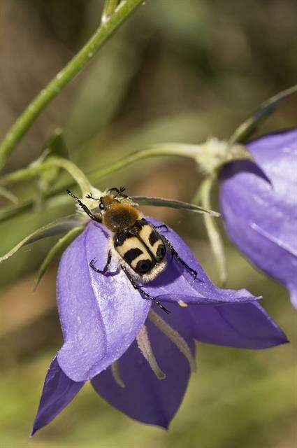 Image of Bee Beetles