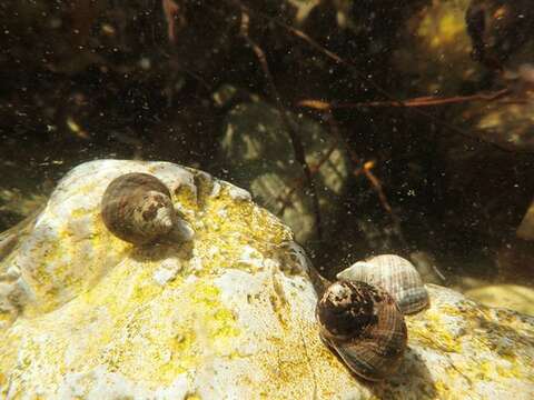 Image of Periwinkle snails