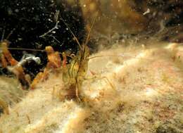 Image of coral shrimp