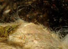 Image of coral shrimp