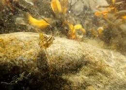 Image of coral shrimp