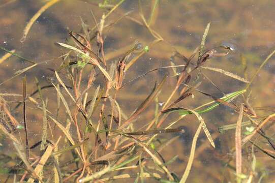 Image of pondweed