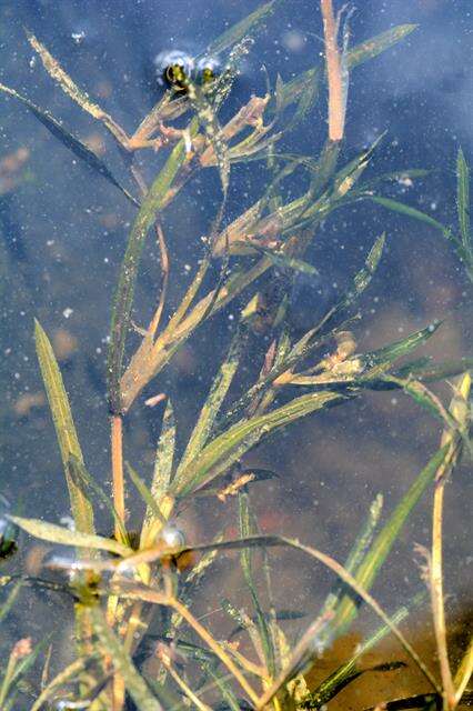 Image of pondweed