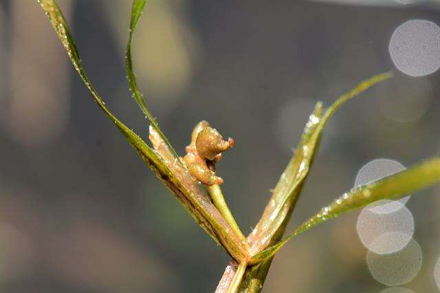 Image of pondweed