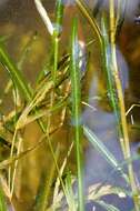 Image of pondweed