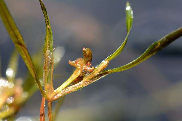 Image of pondweed