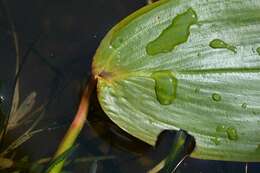 Image of pondweed