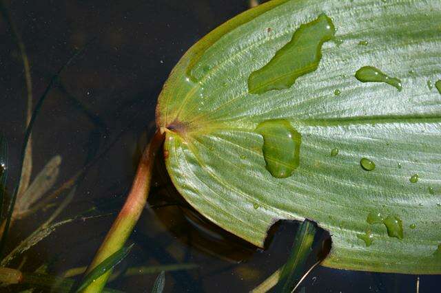 Image of pondweed