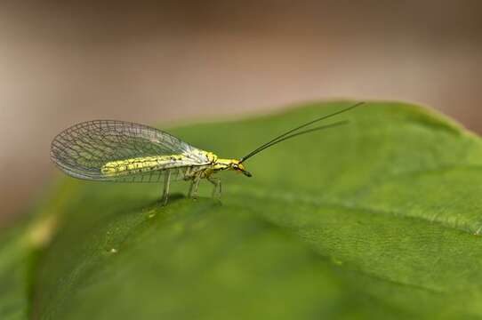 Image of Hypochrysa