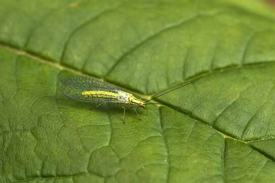 Image of Hypochrysa