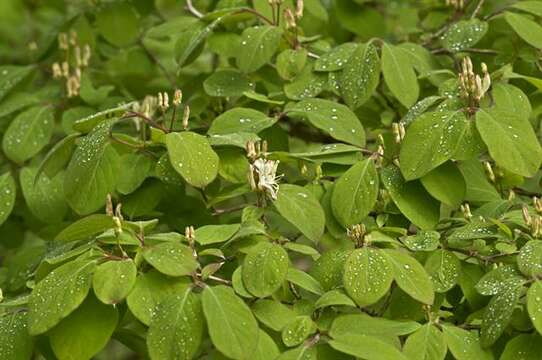 Image of honeysuckle