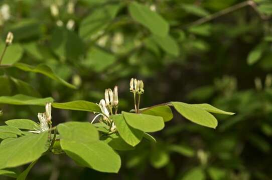 Image of honeysuckle