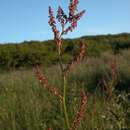 Image of garden sorrel