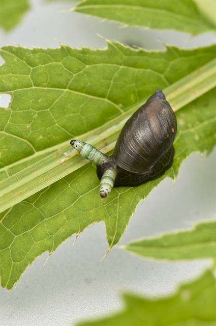 Image of Strigeidae