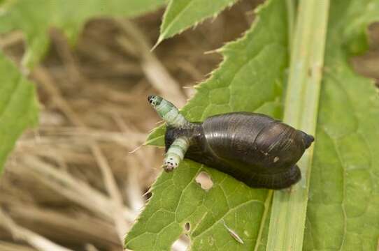 Image of Strigeidae