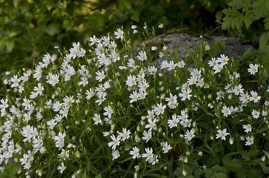 صورة Stellaria