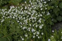 Image of Stellaria