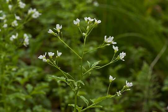 Image of bittercress