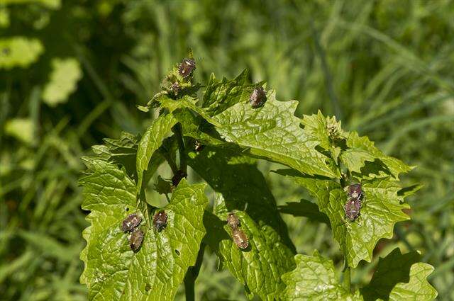 صورة <i>Dolycoris baccarum</i>