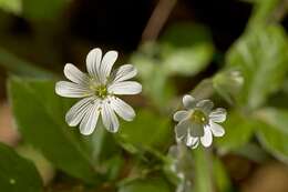 Image of Stellaria