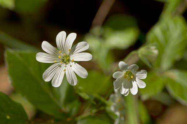 صورة Stellaria