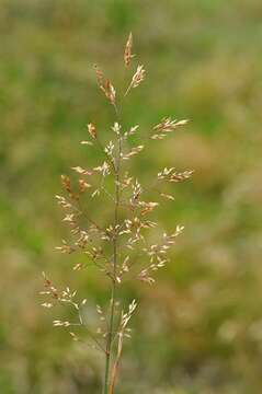 Image of bentgrass