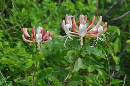 Image of honeysuckle