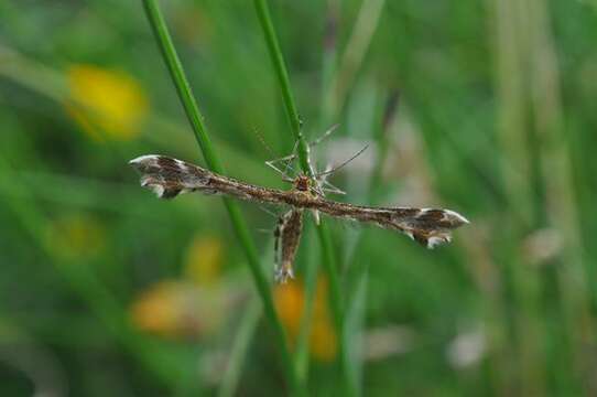 Oxyptilus resmi