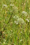 Image of water hemlock