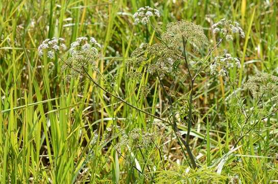 Image of water hemlock