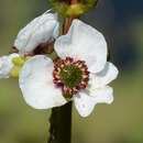 Plancia ëd Sagittaria sagittifolia L.