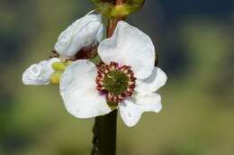 Image of Sagittaria Grandori 1934