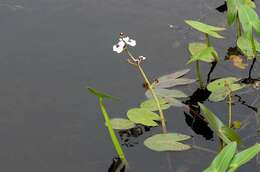 Image of Sagittaria Grandori 1934