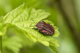 Image of <i>Graphosoma lineatum</i>