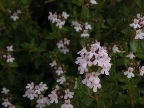 Image of thyme