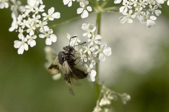 Image of <i>Abia fasciata</i>