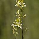 Image of Tower mustard