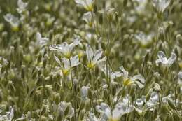 Image of mouse-ear chickweed