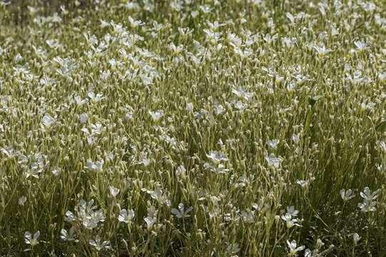 Image of mouse-ear chickweed