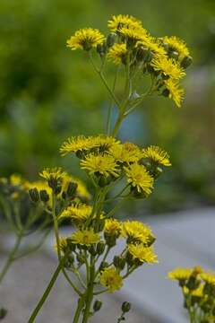 Image of Crepis praemorsa (L.) Tausch