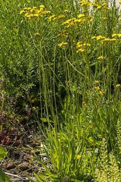 Image of Crepis praemorsa (L.) Tausch